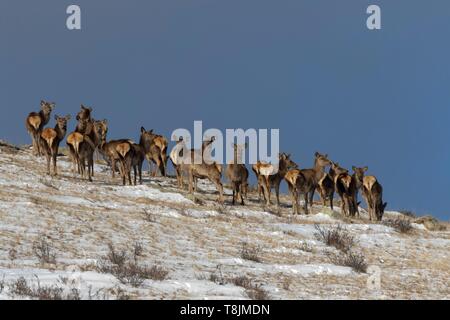 Die Mongolei, hustai National Park, Red Deer (Cervus elaphus) im Berg, Gruppe von Frauen Stockfoto