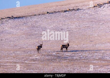 Die Mongolei, hustai National Park, Red Deer (Cervus elaphus) im Berg, erwachsene Männchen Stockfoto