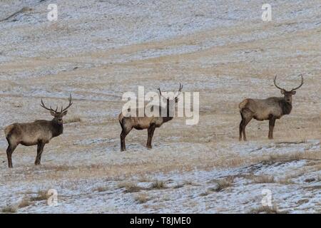 Die Mongolei, hustai National Park, Red Deer (Cervus elaphus) im Berg Stockfoto