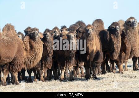 Mongolei, im Osten der Mongolei, Steppe, Bactrian Camel (Camelus bactrianus) Stockfoto