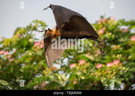 Seltene Foxbats in Thailand Asien Stockfoto