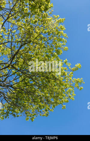 Junge Laub/Eichenblätter/Quercus Baum in hellen, Anfang Sommer, Sonne gegen den blauen Himmel. Baumkronen Wachstum. Stockfoto