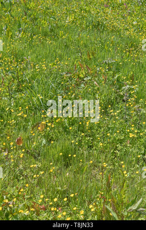 Patch von invasiven Schleichende Ranunkeln/Ranunculus repens am sonnigen Sommer. Invasive Unkräuter oder invasive Pflanzen Konzept, das von Unkraut überholt Stockfoto