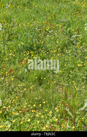 Patch von invasiven Schleichende Ranunkeln/Ranunculus repens am sonnigen Sommer. Invasive Unkräuter oder invasive Pflanzen Konzept, das von Unkraut überholt Stockfoto