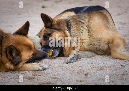 Zwei Hunde spielen mit einem Ball. Zwei Deutsche Schäferhunde spielen mit einem gelben Ball. Haustiere Hochformat. Outdoor Natur Portrait Stockfoto