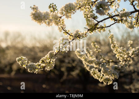 Bereich der Pflaumenbäume blühen im Frühling. Nahaufnahme der Pflaumen Baum mit weißen Blüten. Weiße Blumen Hintergrund in einem goldenen Sonnenuntergang Stockfoto