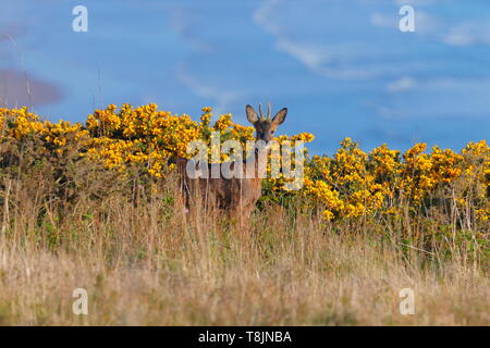 Ein Roe Deer (Capreolus Capreolus) stand über Klippen in Bempton. Stockfoto