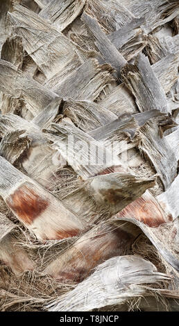 Nahaufnahme Bild eines Palm Tree Trunk, natürliche Hintergrund oder Textur, selektive konzentrieren. Stockfoto