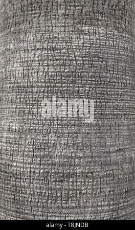 Nahaufnahme Bild eines Palm Tree Trunk, natürliche Hintergrund oder Textur, selektive konzentrieren. Stockfoto