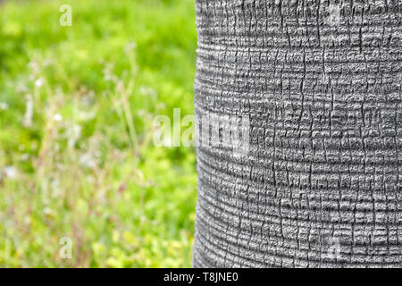 Palm Tree Trunk mit unscharfen Gras im Hintergrund für das Kopieren von Raum, selektive konzentrieren. Stockfoto