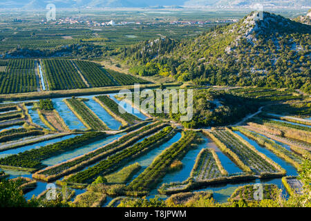 Kroatien, Dalmatien, Ploce, Landwirtschaft im Neretva-Delta Stockfoto
