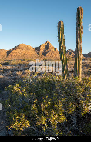 Desert Vegetation, Bucht von Loreto Nationalpark, Baja California Sur, Mexiko. Stockfoto