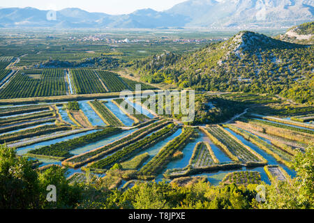 Kroatien, Dalmatien, Ploce, Landwirtschaft im Neretva-Delta Stockfoto