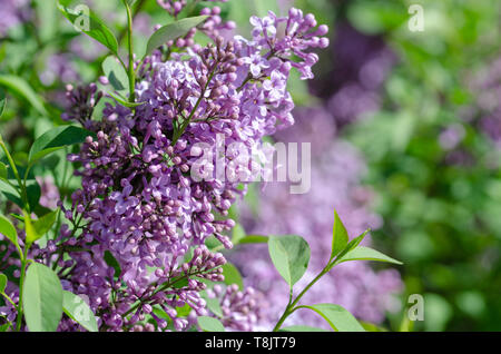 Flieder. Flieder oder syringa. Bunte lila Flieder Blüte mit grünen Blättern. Stockfoto