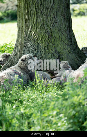 Eine Herde von Southdown Schafe einschließlich Erwachsene und Lämmer Schutz vor der heißen Sonne unter einem großen Baum, Großbritannien Stockfoto