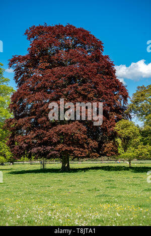 Verschiedene Bäume in einem Park eine große Rotbuche (Fagus sylvatica purpurea), Staffordshire, Großbritannien Stockfoto