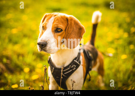 Dog Portrait im Kabelbaum auf der Wiese. Beagle im Gras, auf etwas in der Ferne gerichtet. Stockfoto