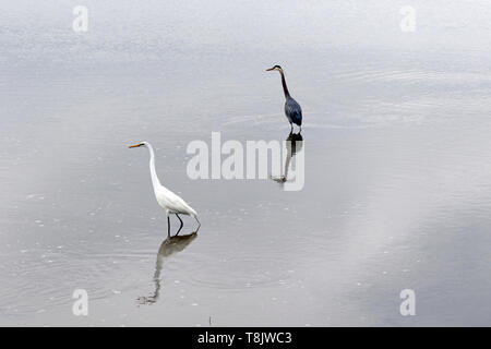 Ein Silberreiher, Ardea alba, Jagd in einem Salt Marsh. Edwin B Forsythe National Wildlife Refuge, New Jersey, USA Stockfoto