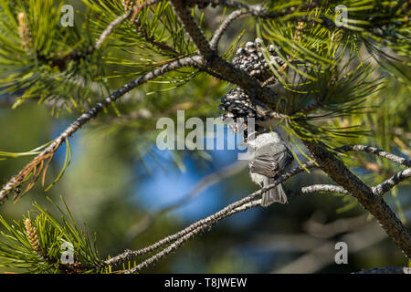 Ein kleiner Berg chickadee ist auf eine Zweigniederlassung, die in einem Kiefer bei Farragut State Park in North Idaho thront. Stockfoto