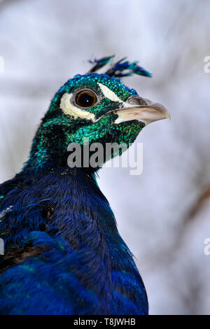 Pfau-Kopf Stockfoto