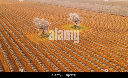 Frankreich, Alpes de Haute Provence, Regionaler Naturpark Verdon, Plateau de Valensole, Puimoisson, Lavendel Feld- und Mandelbäume in der Blüte (Luftbild) Stockfoto