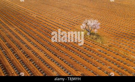 Frankreich, Alpes de Haute Provence, Regionaler Naturpark Verdon, Plateau de Valensole, Puimoisson, Lavendel und Mandelblüte Feld (Luftbild) Stockfoto