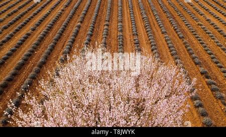 Frankreich, Alpes de Haute Provence, Regionaler Naturpark Verdon, Plateau de Valensole, Puimoisson, Lavendel und Mandelblüte Feld (Luftbild) Stockfoto