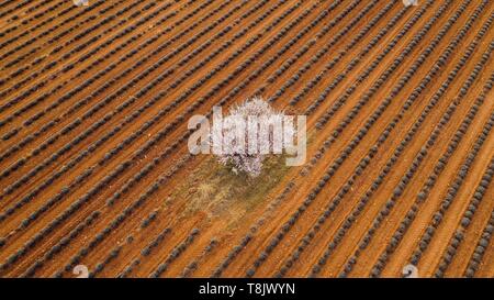 Frankreich, Alpes de Haute Provence, Regionaler Naturpark Verdon, Plateau de Valensole, Puimoisson, Lavendel und Mandelblüte Feld (Luftbild) Stockfoto