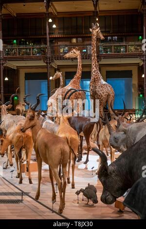 Frankreich, Paris, Museum National d'Histoire Naturelle (National Museum of Natural History), La Grande Galerie de l'Evolution (Evolution), die von der Galerie Stockfoto