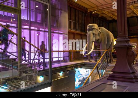 Frankreich, Paris, Museum National d'Histoire Naturelle (National Museum of Natural History), La Grande Galerie de l'Evolution (Evolution), die von der Galerie Stockfoto