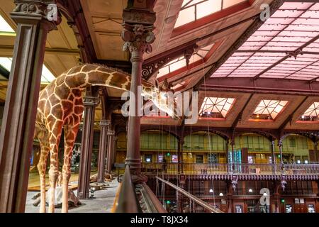 Frankreich, Paris, Museum National d'Histoire Naturelle (National Museum of Natural History), La Grande Galerie de l'Evolution (Evolution), die von der Galerie Stockfoto