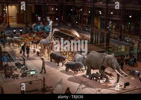 Frankreich, Paris, Museum National d'Histoire Naturelle (National Museum of Natural History), La Grande Galerie de l'Evolution (Evolution), die von der Galerie Stockfoto