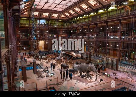 Frankreich, Paris, Museum National d'Histoire Naturelle (National Museum of Natural History), La Grande Galerie de l'Evolution (Evolution), die von der Galerie Stockfoto