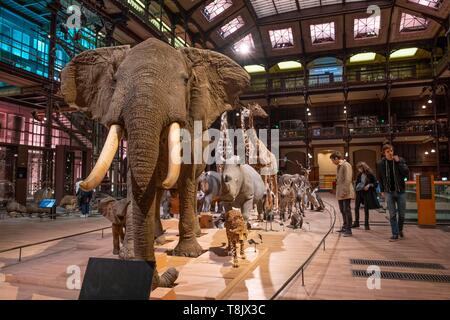 Frankreich, Paris, Museum National d'Histoire Naturelle (National Museum of Natural History), La Grande Galerie de l'Evolution (Evolution), die von der Galerie Stockfoto