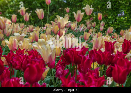 Rote und weiße Tulpen & Tulip - Keukenhof - Frühling Blumen in Holland - Tulpen in den Niederlanden - Arten - Tulipa Liliaceae Familie Stockfoto