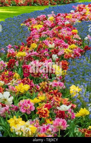 Mehrfarbige Tulpen & tulip Bed and Traubenhyazinthen Muscari - Keukenhof - Frühling Blumen in Holland - Tulpen in den Niederlanden. Stockfoto