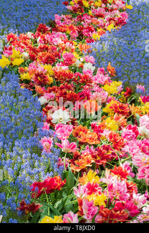 Mehrfarbige Tulpen & tulip Bed and Traubenhyazinthen Muscari - Keukenhof - Frühling Blumen in Holland - Tulpen in den Niederlanden. Stockfoto