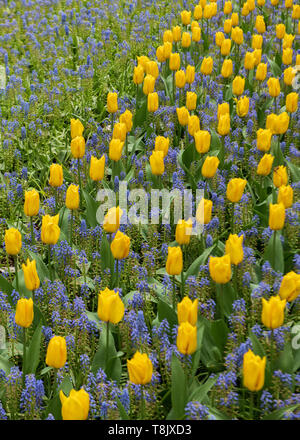 Tulpen & Tulip - Keukenhof - Frühling Blumen in Holland - Tulpen in den Niederlanden - Arten - Tulipa Liliaceae Familie Stockfoto