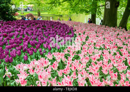 Keukenhof Gardens Touristen - Niederlande - Tourismus Tulpen - rosa und lila Tulpen - Tulpe Blume Betten - Tulip Blumen - rosa Tulpen - lila Tulpen Stockfoto