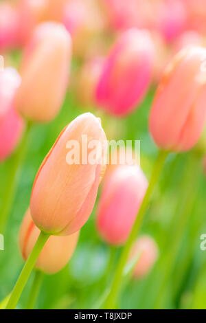 Orange und Rosa Tulpen & Tulip - Keukenhof - Frühling Blumen in Holland - Tulpen in den Niederlanden - Arten - Tulipa Liliaceae Familie Stockfoto