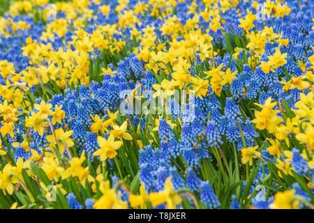 Traubenhyazinthen muscari und wenig Narzissen Narzissen Tête-a-tête-spring flower bed von Hyazinthen und Mini dafffodils im Keukenhof Gärten Stockfoto