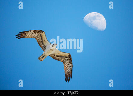 Eine osprey steigt in einen strahlend blauen Himmel mit einem Waxing gibbous Mond Overhead. Stockfoto