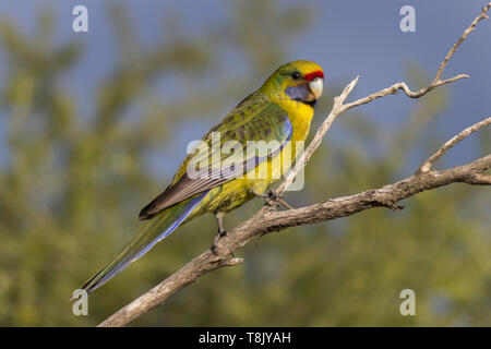 Green Rosella, Platycercus caledonicus, auf einem Ast im südlichen Tasmanien, Australien gehockt Stockfoto