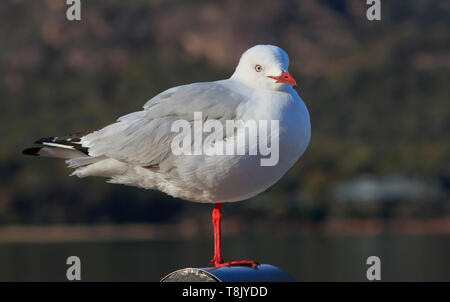 Eine silberne Möwe, Chroicocephalus novaehollandiae, auf einem Bein auf einem Post an der Ostküste von Tasmanien, Australien gehockt Stockfoto