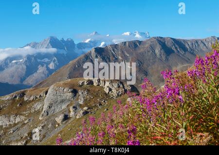 Frankreich, Savoie, Valloire, Massif des Cerces, Radfahren Himmelfahrt des Col du Galibier, einer der Routen des größten Fahrrad Domain der Welt, Blick Richtung Meije und das Wappen von La Rochette Stockfoto