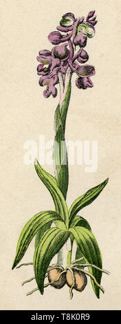 Green-winged Orchid oder Grün-Geäderte Orchideen Orchis morio, (, ) Stockfoto