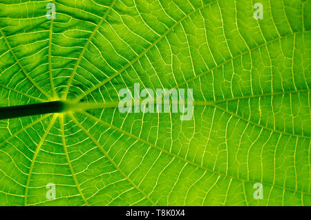Amazing pattern of a leaf lit by the morning light. Imperfections are seen as an evidence of reality of the plant living in the wild Stockfoto
