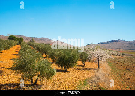 Olivenhain. Mora, Provinz Toledo, Kastilien-La Mancha, Spanien. Stockfoto