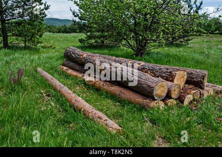 Anzeigen der Seite Stapel oder Stack von Rundholz im Frühling Glade, Plana Berg, Bulgarien Stockfoto