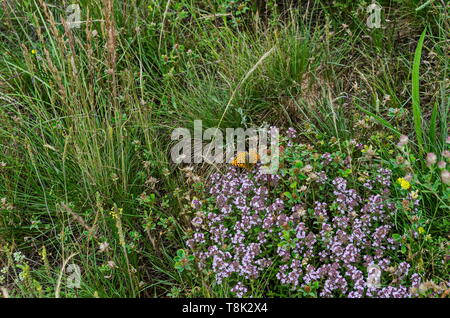 Schmetterling auf Blumen Garten Thymian, Thymus serpillorum, Breckland Thymian, wilden Thymian oder schleichende Thymian blühen auf dem Gebiet der Kräuter, Pla Stockfoto